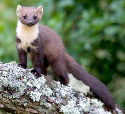 Pine Martin