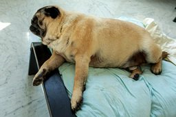 Pof Sleeping